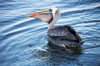 Pelican, a cool sight.