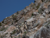 Humboldt penguins