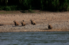 The capybara also has a usefull friend, the black bird eats ticks.